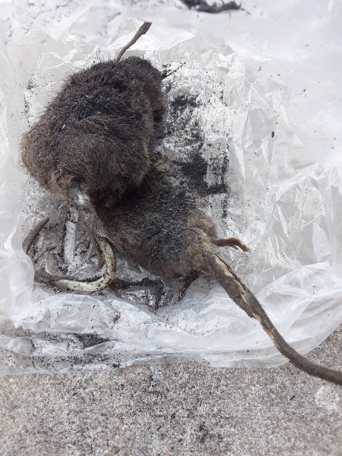 หนู (RAT) | บริษัท อินเซคท์ เซอร์วิส จำกัด