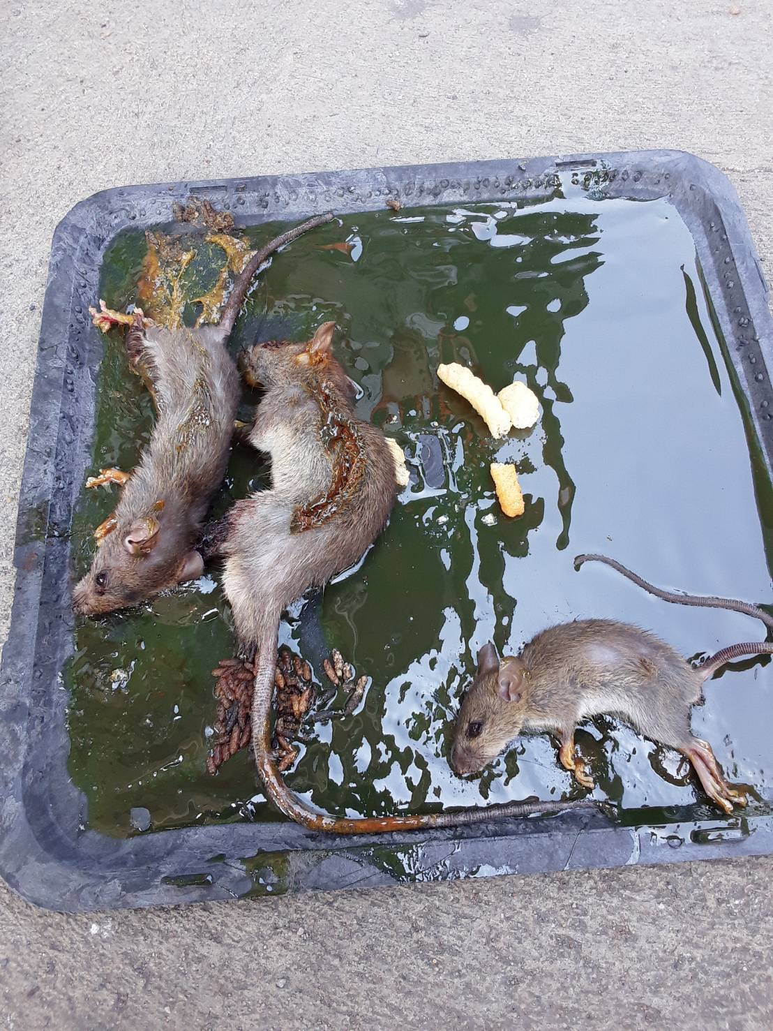 หนู (RAT) | บริษัท อินเซคท์ เซอร์วิส จำกัด